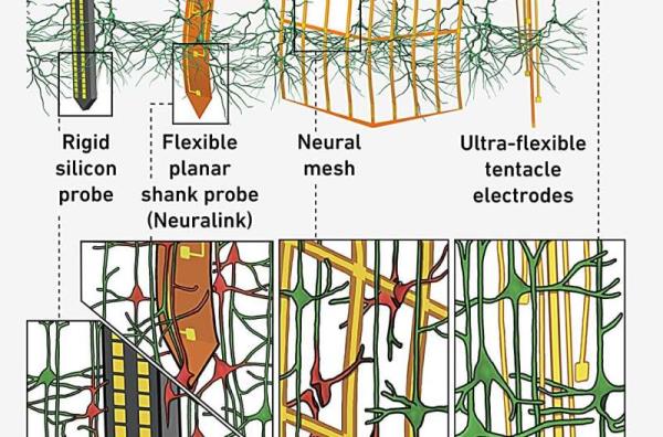 Flexible tentacle electrodes precisely record brain activity